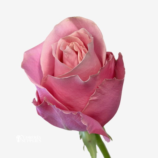 HERMOSA ROSES