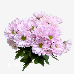 POM POM DAISY PINK