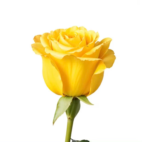 Yellow Roses