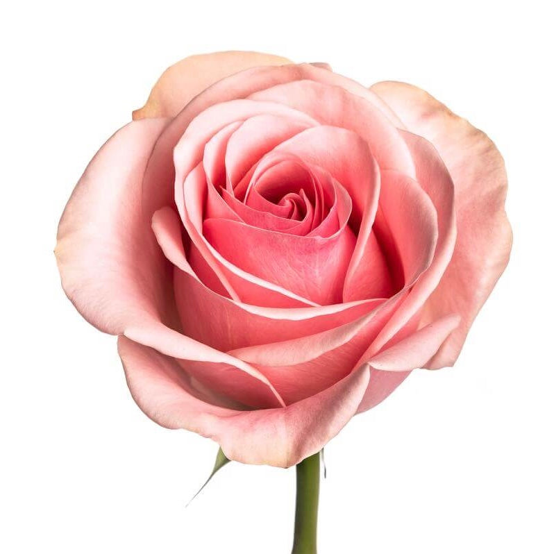 NOVIA ROSES