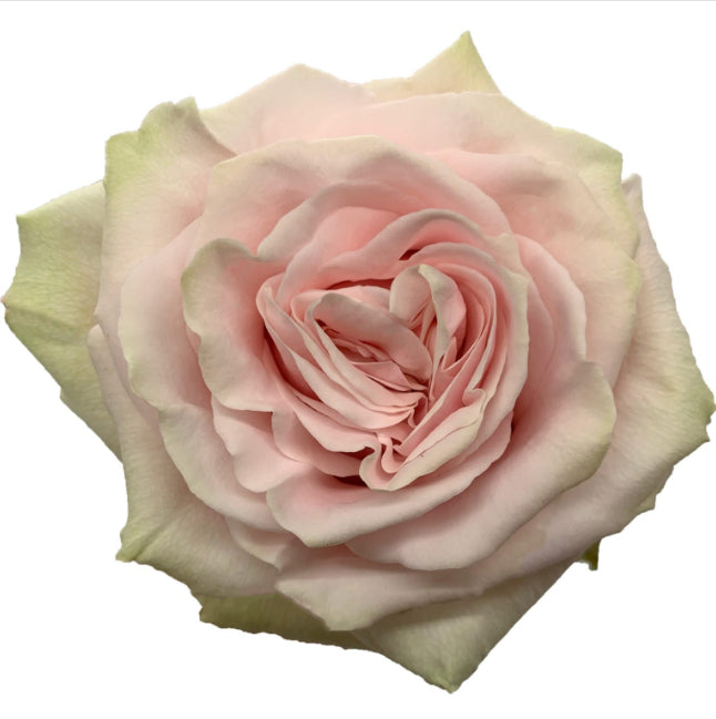 PINK MONDIAL