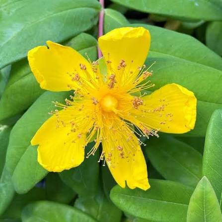 HYPERICUM (10 stems)