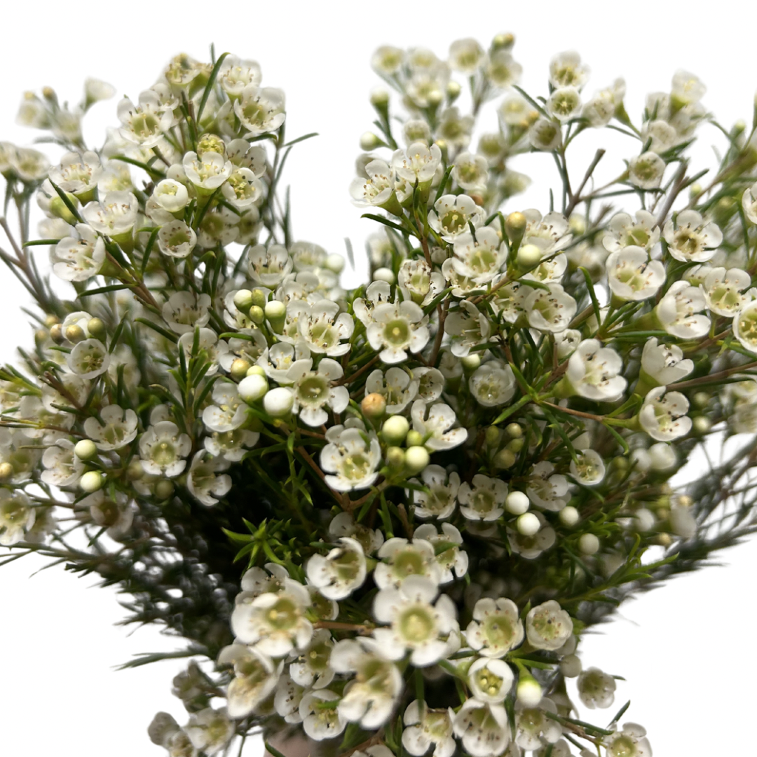 WAX FLOWER WHITE