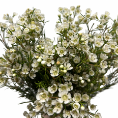WAX FLOWER WHITE