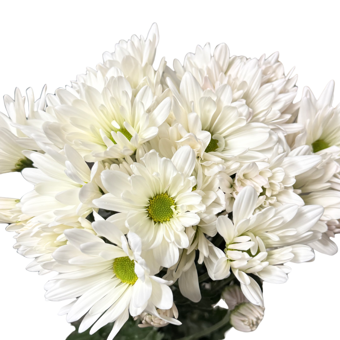 POM POM DAISY WHITE