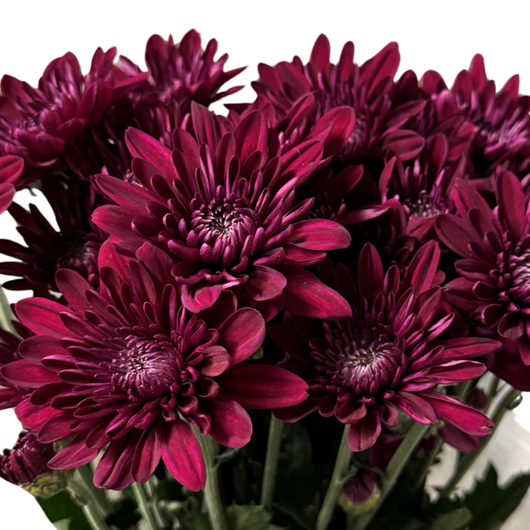 POM POM CUSHION BURGUNDY