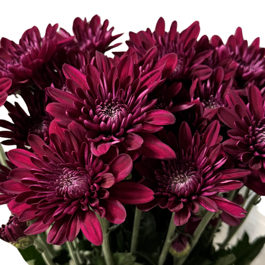POM POM CUSHION BURGUNDY(6-7 stems)