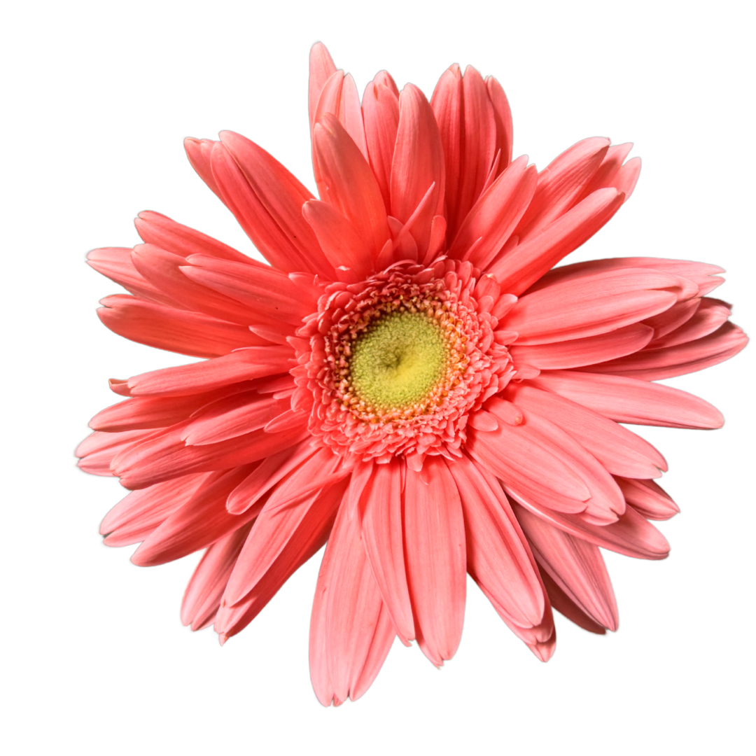 GERBERA MINI PINK 5 Stem