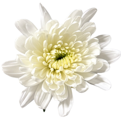 CHRYSANTHEMUM WHITE