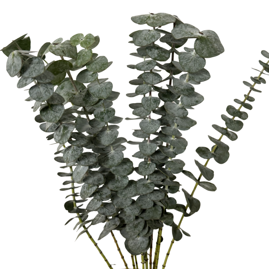 EUCALYPTUS BABY BLUE