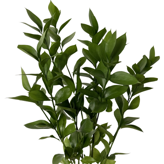 Ruscus Israeli