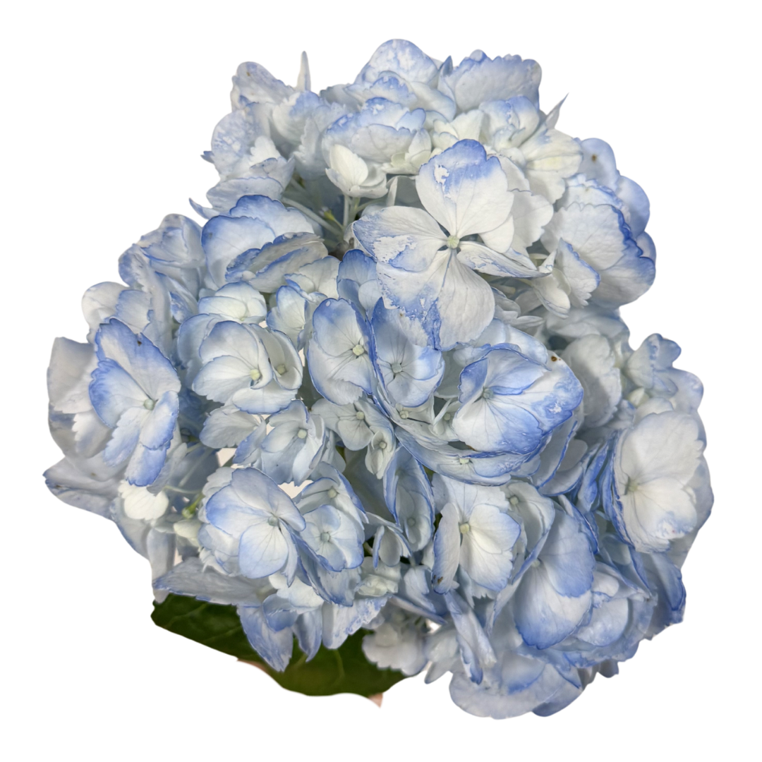 HYDRANGEA BLUE