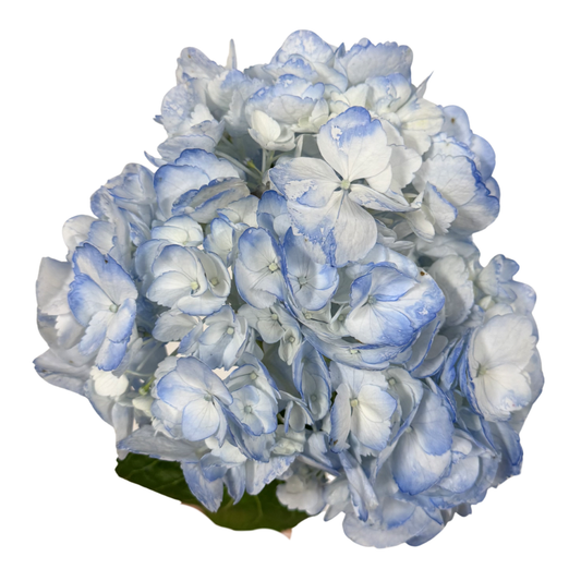HYDRANGEA BLUE (Per Stem)