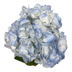 HYDRANGEA BLUE