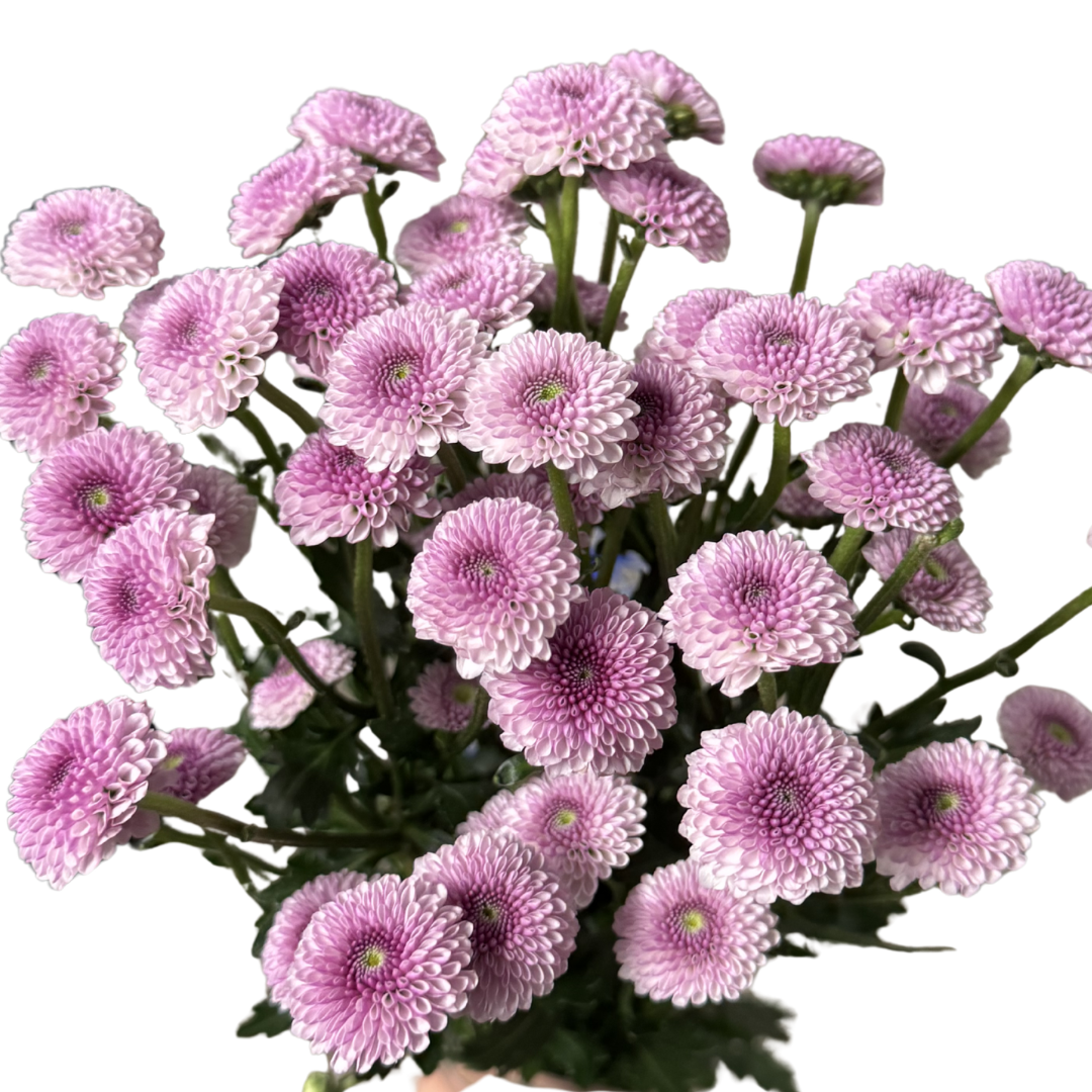 POM POM BUTTON PURPLE