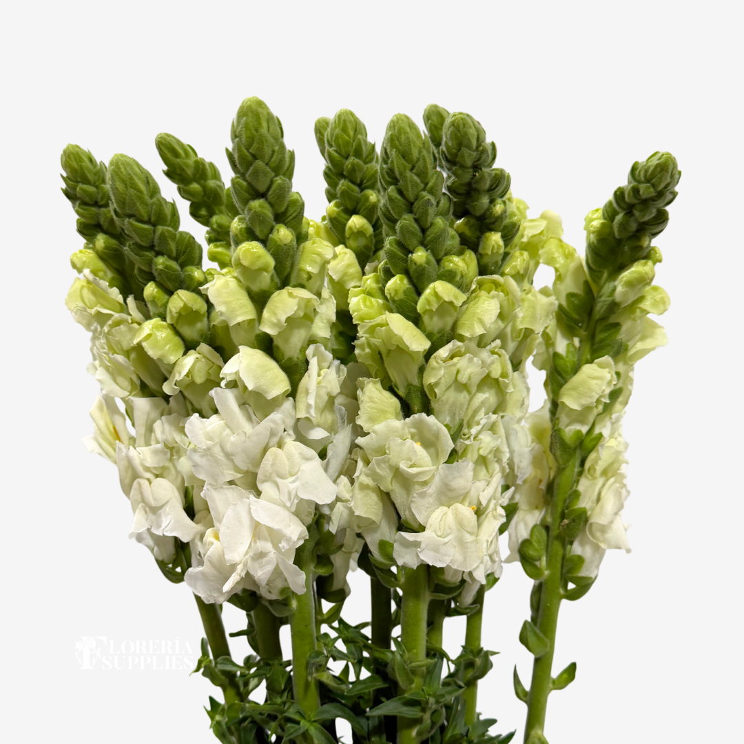 SNAPDRAGON WHITE
