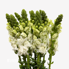 SNAPDRAGON WHITE