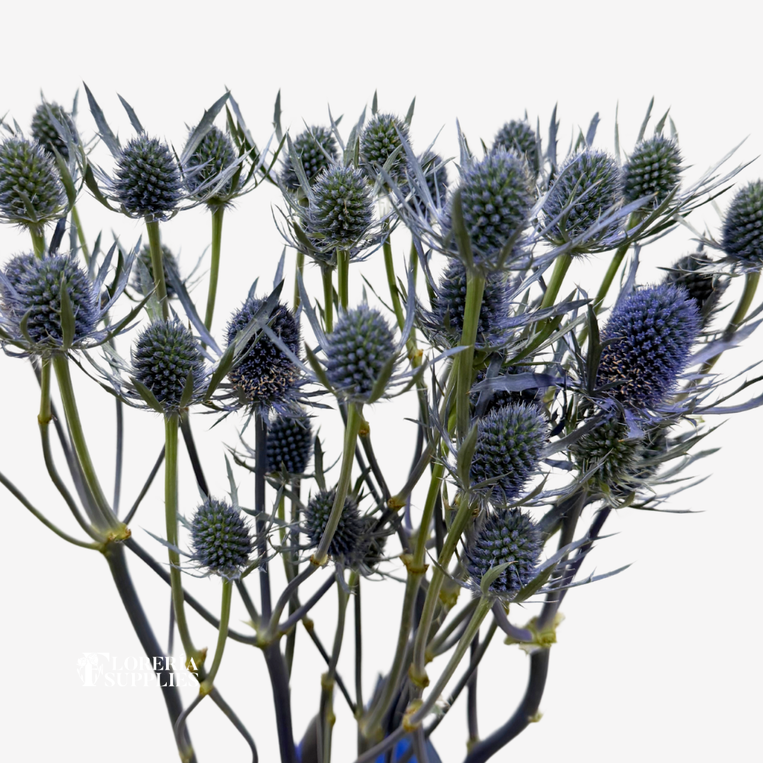 THISTLE BLUE