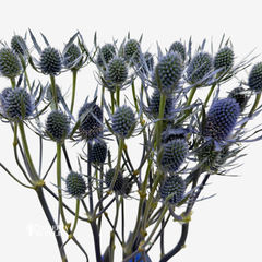 THISTLE BLUE
