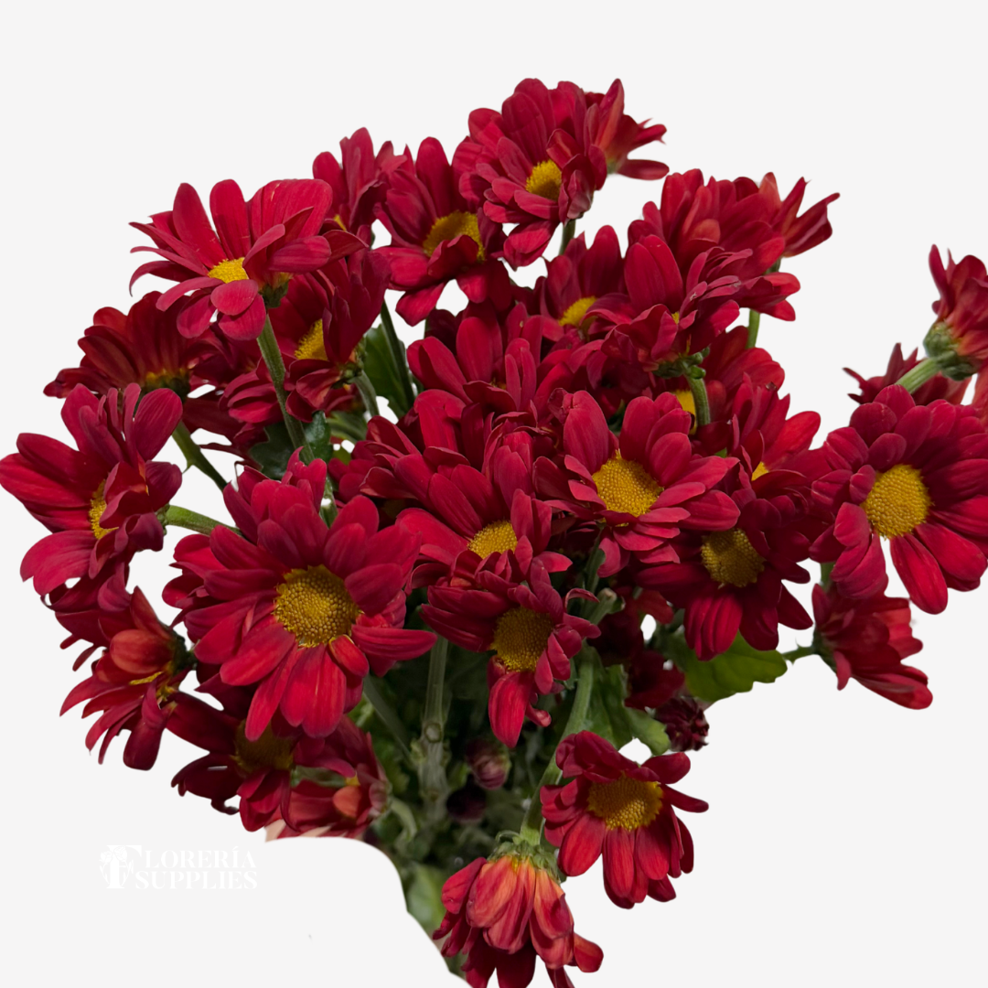 POM POM DAISY RED