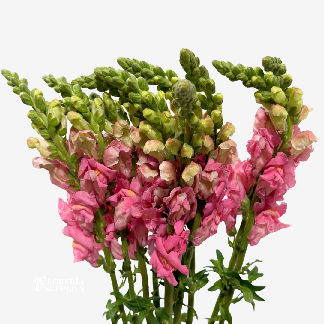 SNAPDRAGON PINK