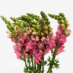 SNAPDRAGON PINK