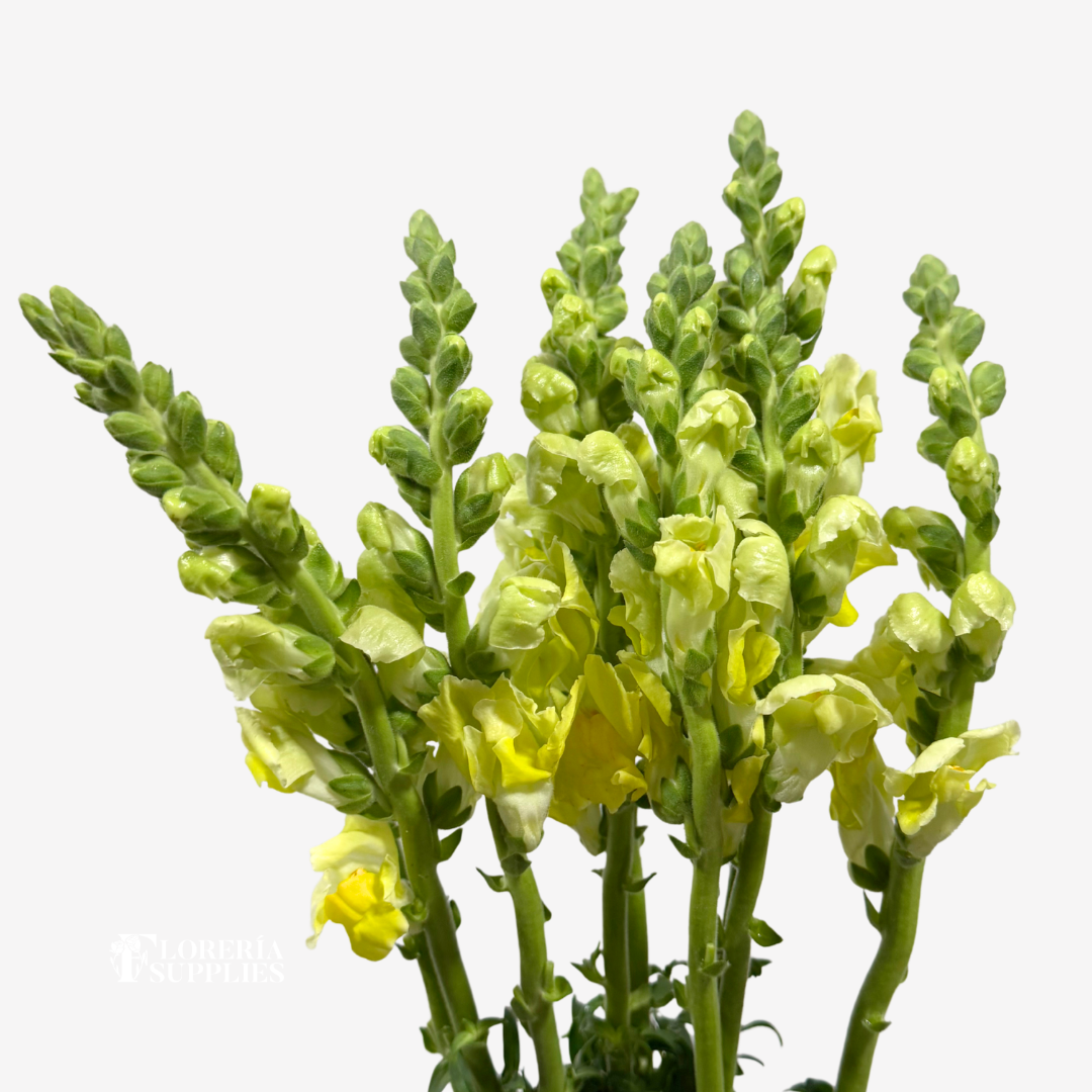 SNAPDRAGON YELLOW
