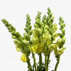 SNAPDRAGON YELLOW
