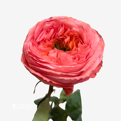 MANDARIN XPRESSION ROSES