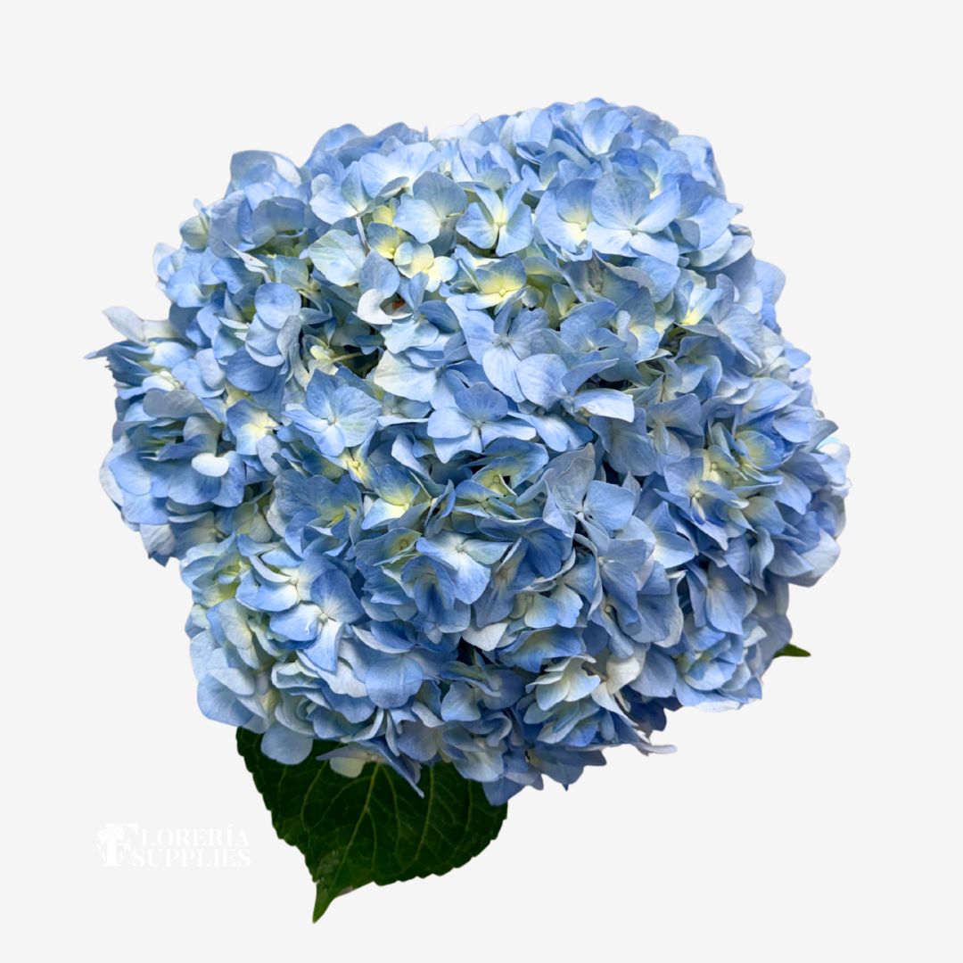 HYDRANGEA BLUE