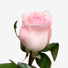NOVIA ROSES