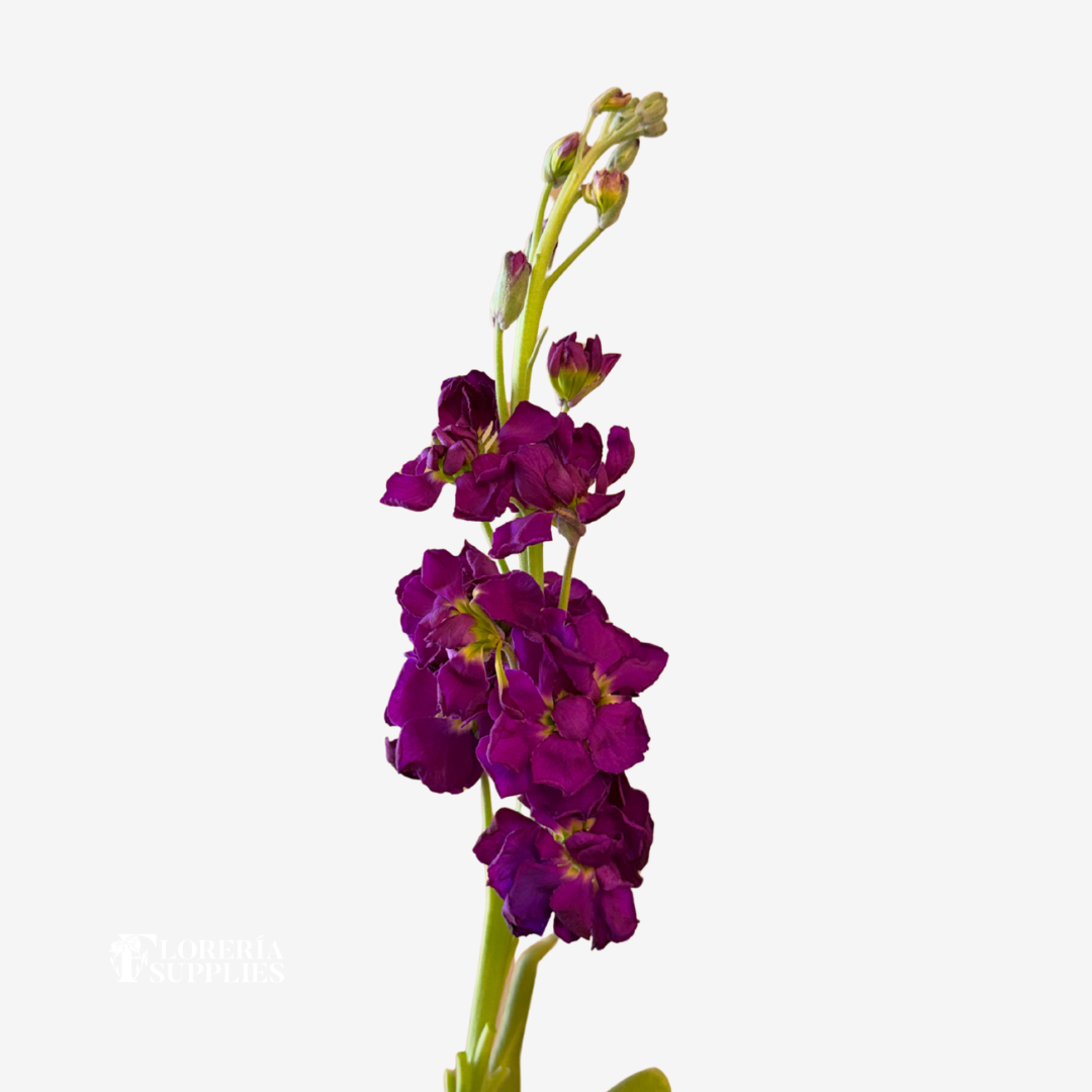 STOCK DARK PURPLE