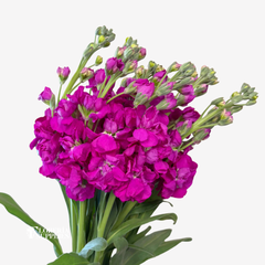 STOCK FUCHSIA