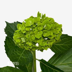 HYDRANGEA MINI GREEN