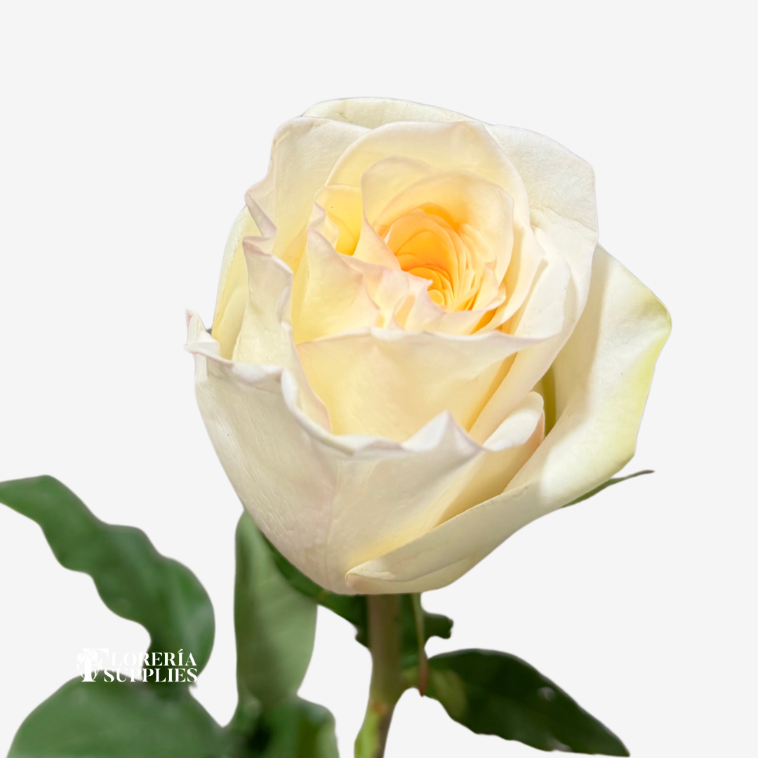 CANDLELIGHT ROSES