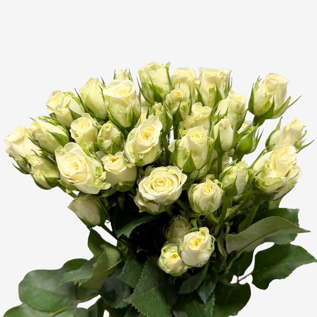 SPRAY ROSE WHITE