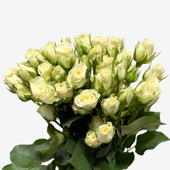SPRAY ROSE WHITE