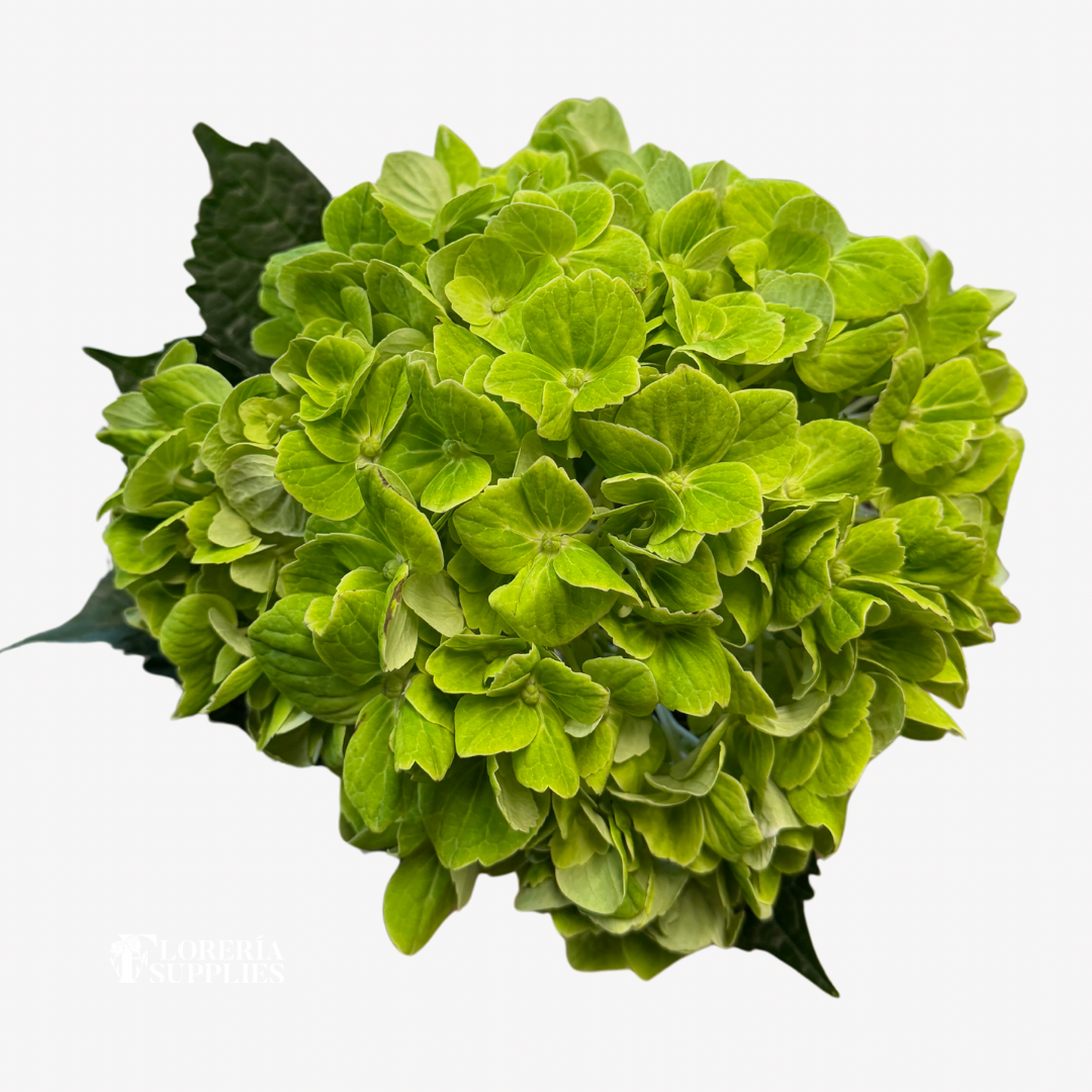 HYDRANGEA DARK GREEN