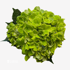 HYDRANGEA DARK GREEN