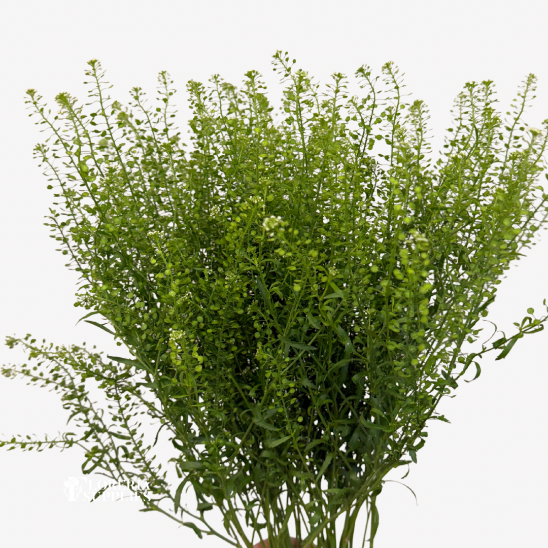 LEPIDIUM