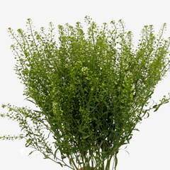 LEPIDIUM