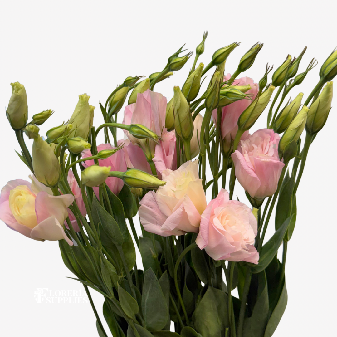 LISIANTHUS PINK