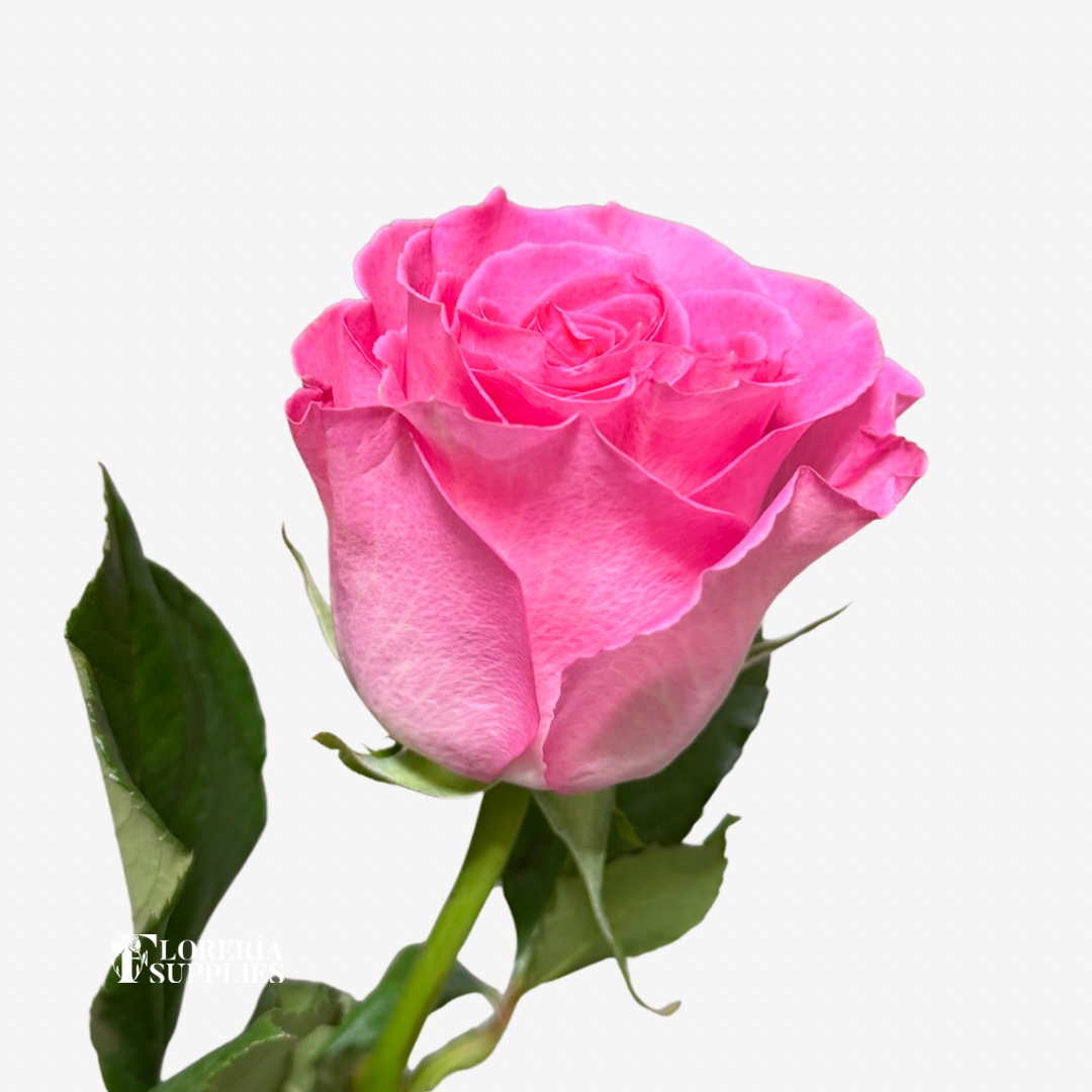 SWEET UNIQUE ROSES