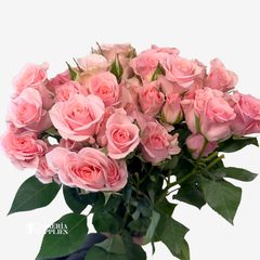 SPRAY ROSE PINK