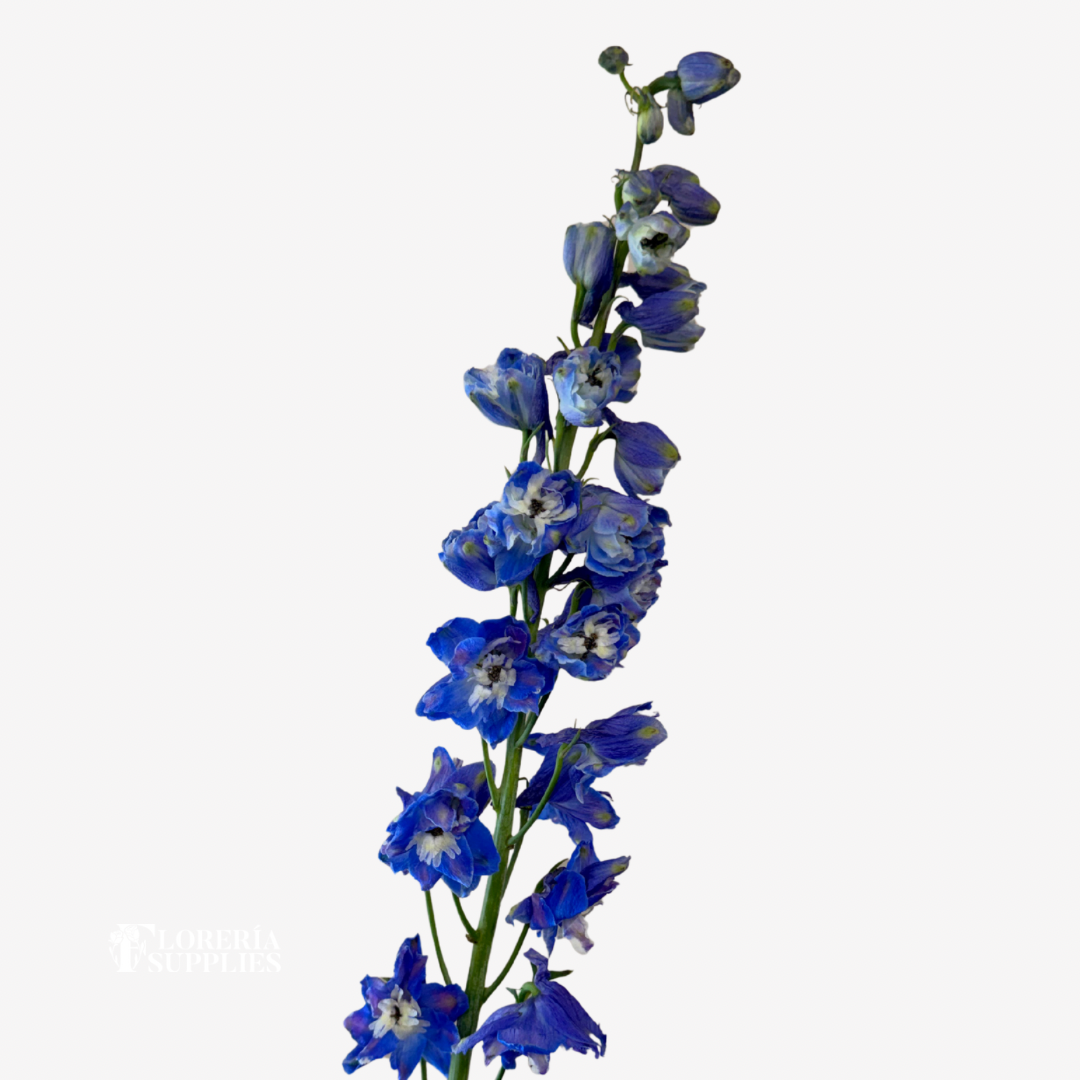 DELPHINIUM DARK BLUE