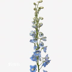 DELPHINIUM LIGHT BLUE