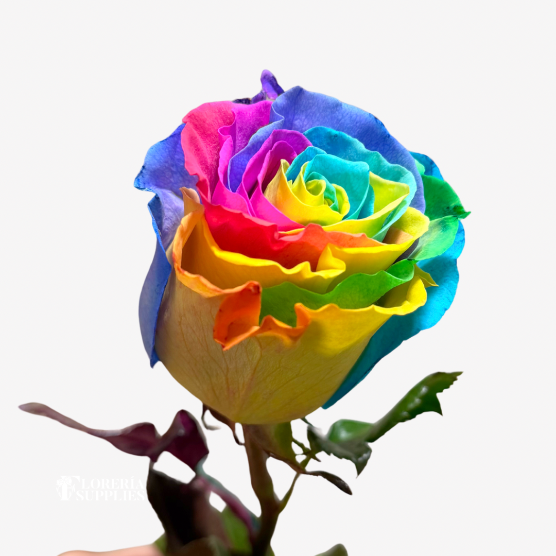 RAINBOW ROSES