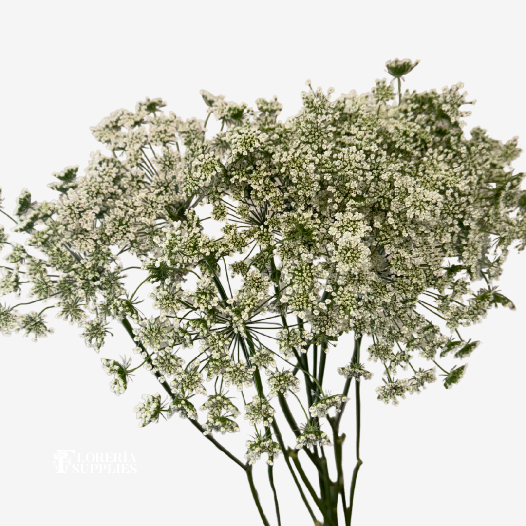 Queen Anne’s Lace