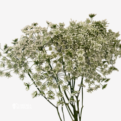 Queen Anne’s Lace