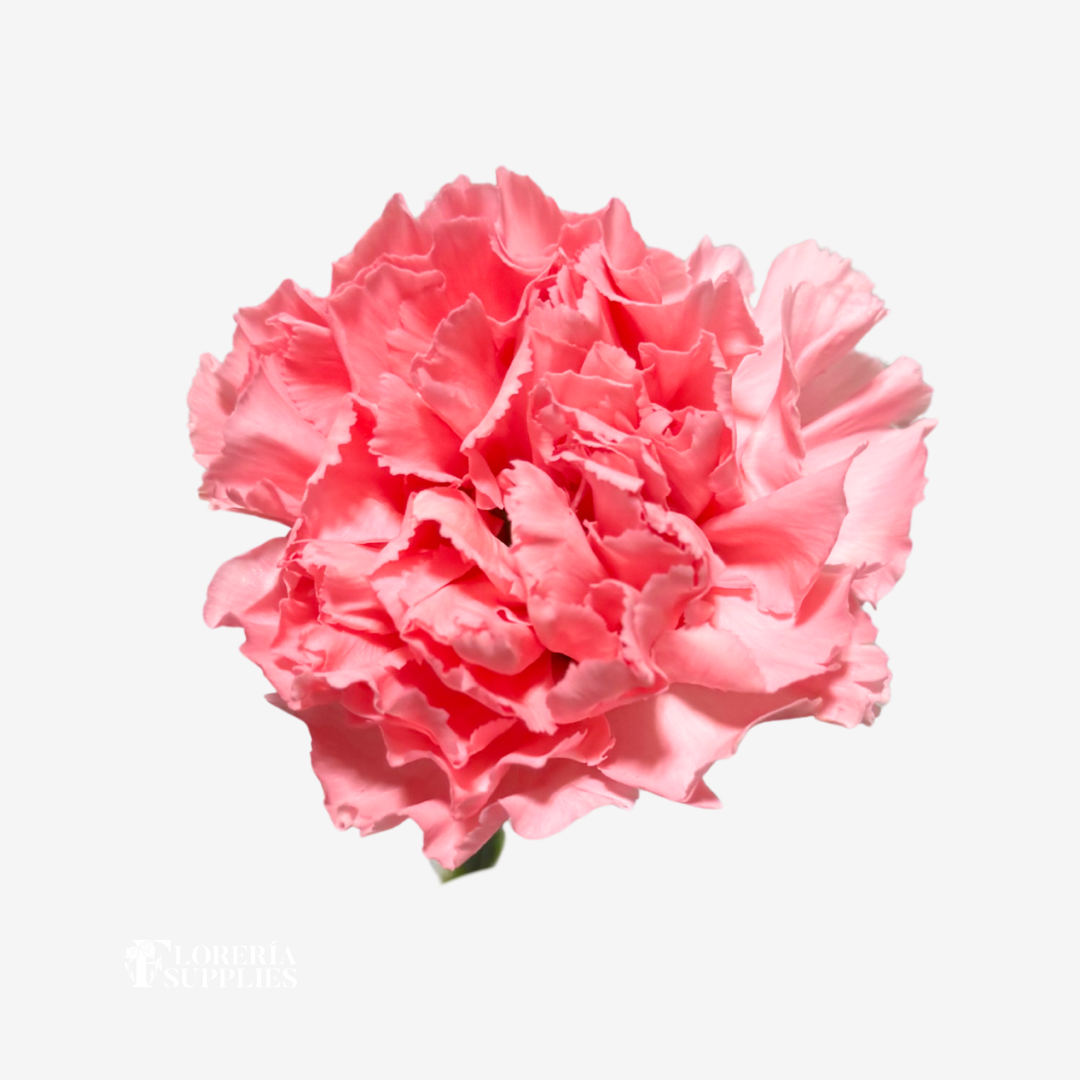 CARNATION PINK
